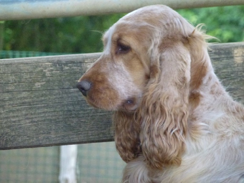 Iva oa dite hoé Du taillis du houx