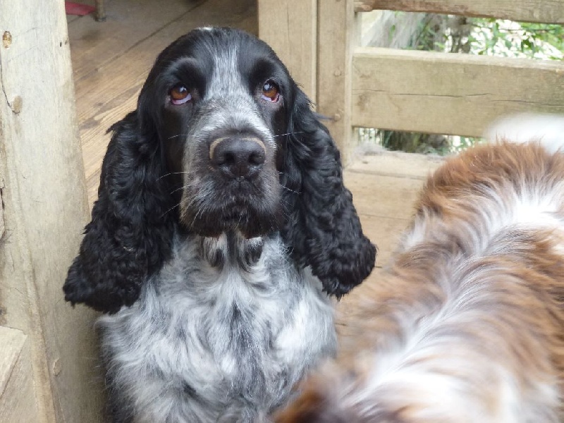 Gentiane bleue Du taillis du houx