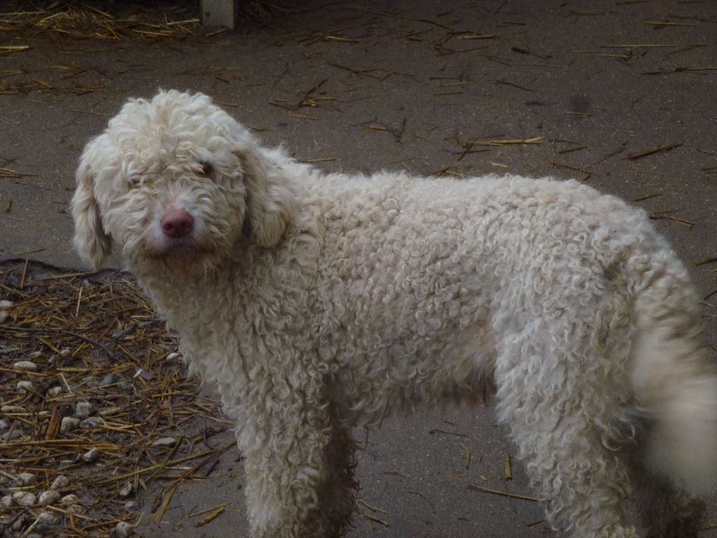 Laine Du taillis du houx