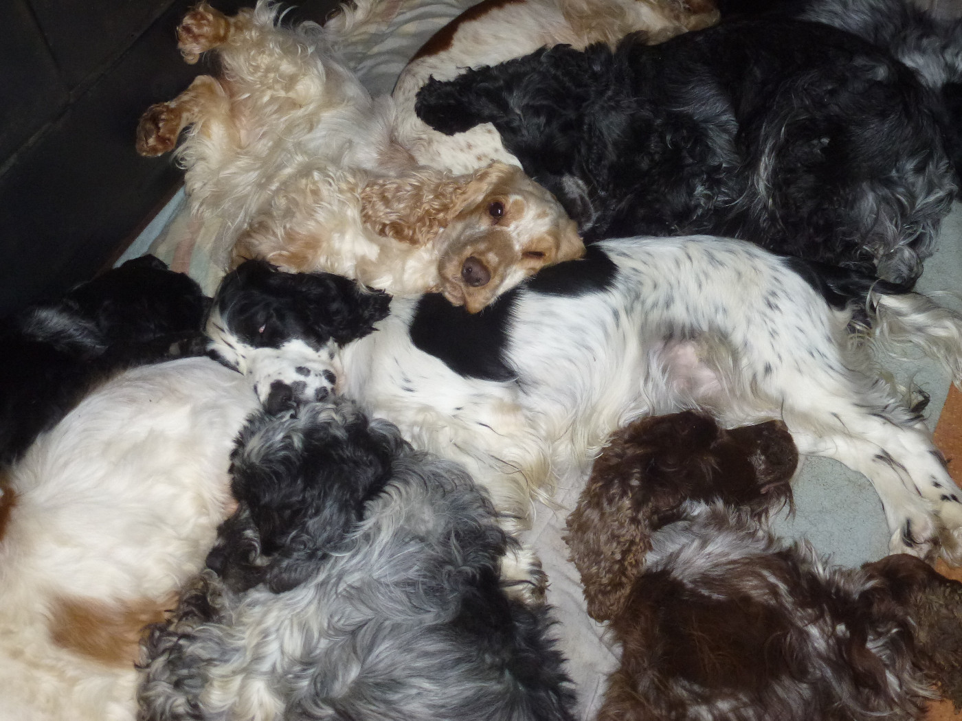 Valse Du taillis du houx