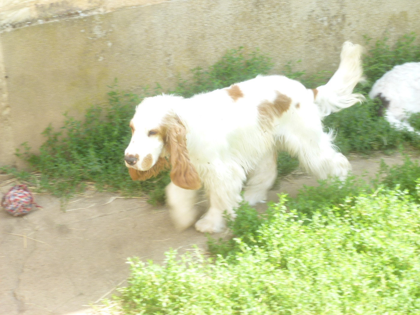 Vieuloup Du taillis du houx