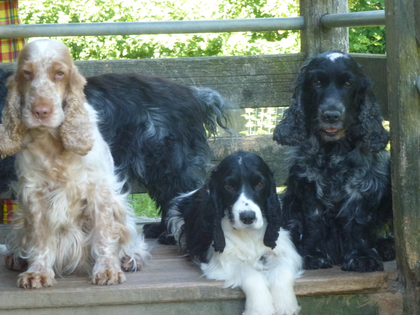 adoption double suite