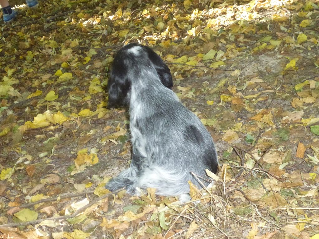 Du taillis du houx - chiots 2022 : description et photo
