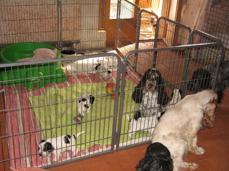 Baba et ses chiots