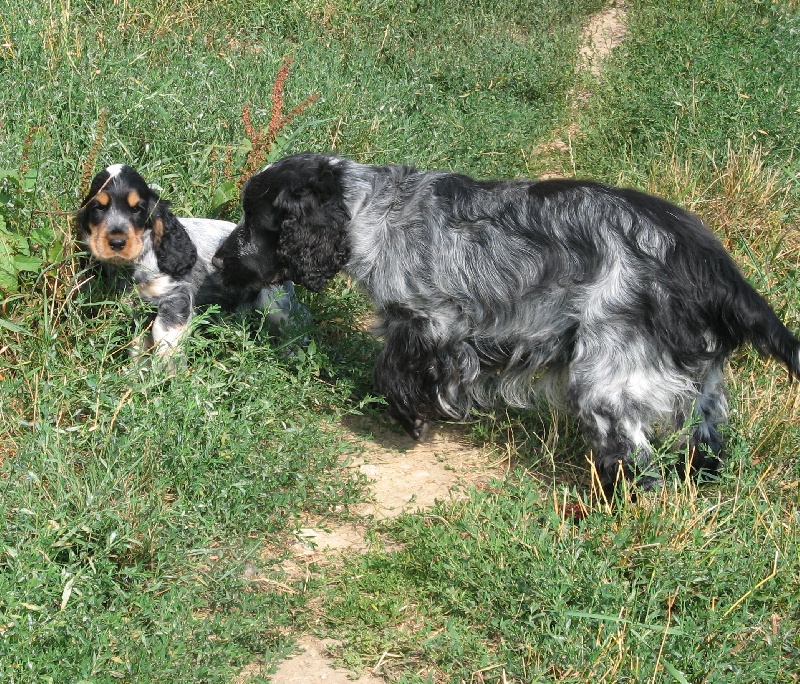 Aùn et ses chiots