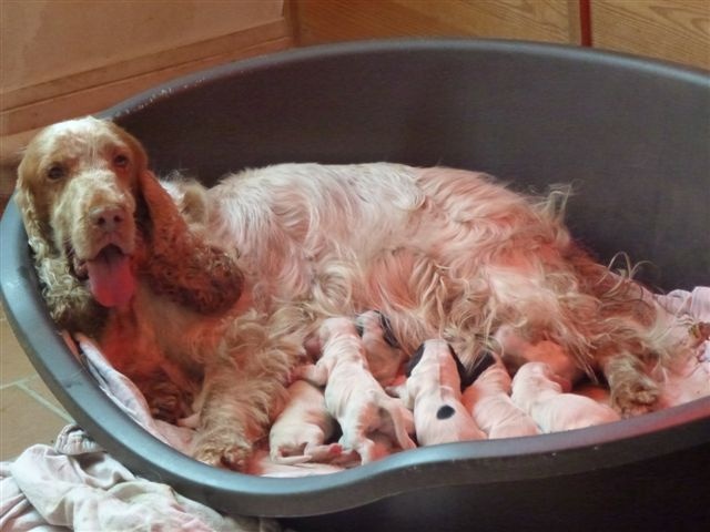 zinnia et ses chiots 2013