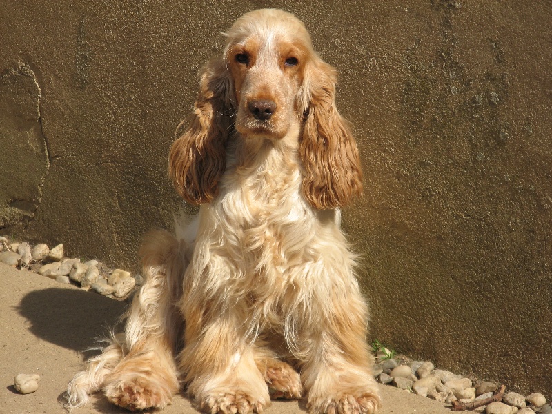 Dans la famille chien...je voudrais.....