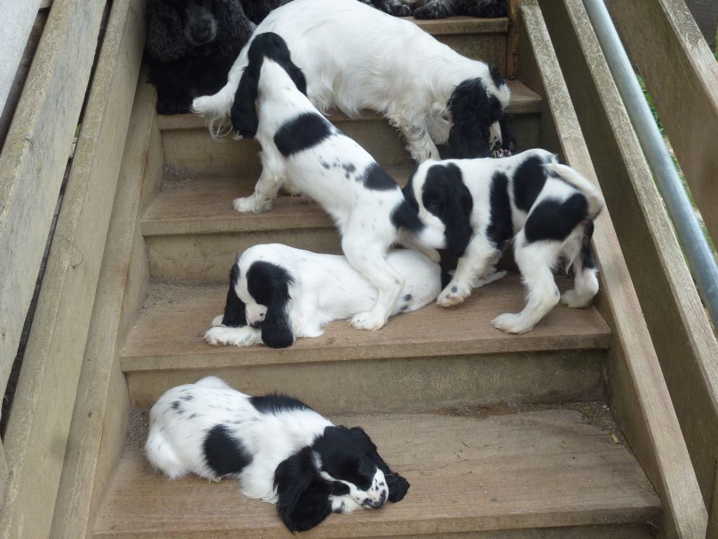 Du taillis du houx - Cocker Spaniel Anglais - Portée née le 16/06/2019
