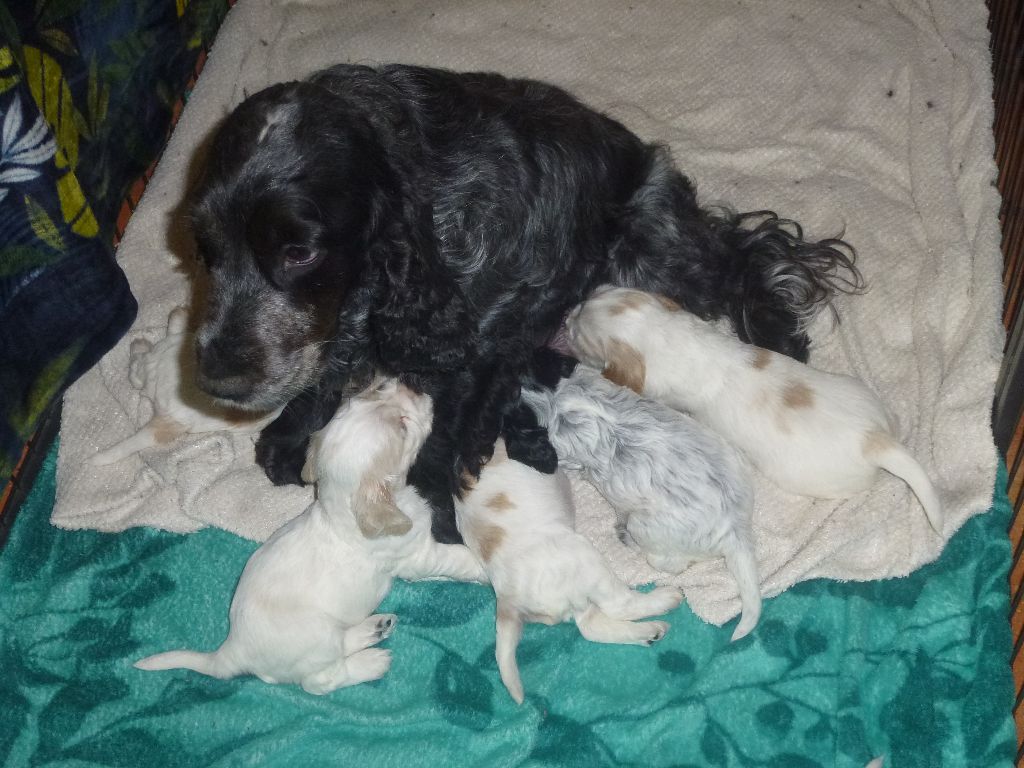 Du taillis du houx - Chiots disponibles - Cocker Spaniel Anglais