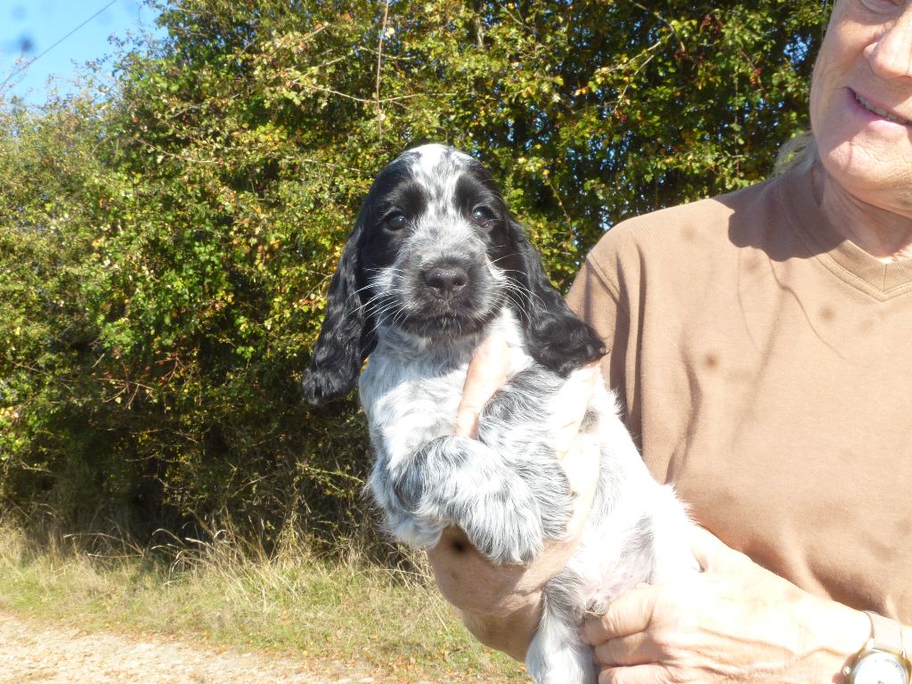 Du taillis du houx - Chiots disponibles - Cocker Spaniel Anglais