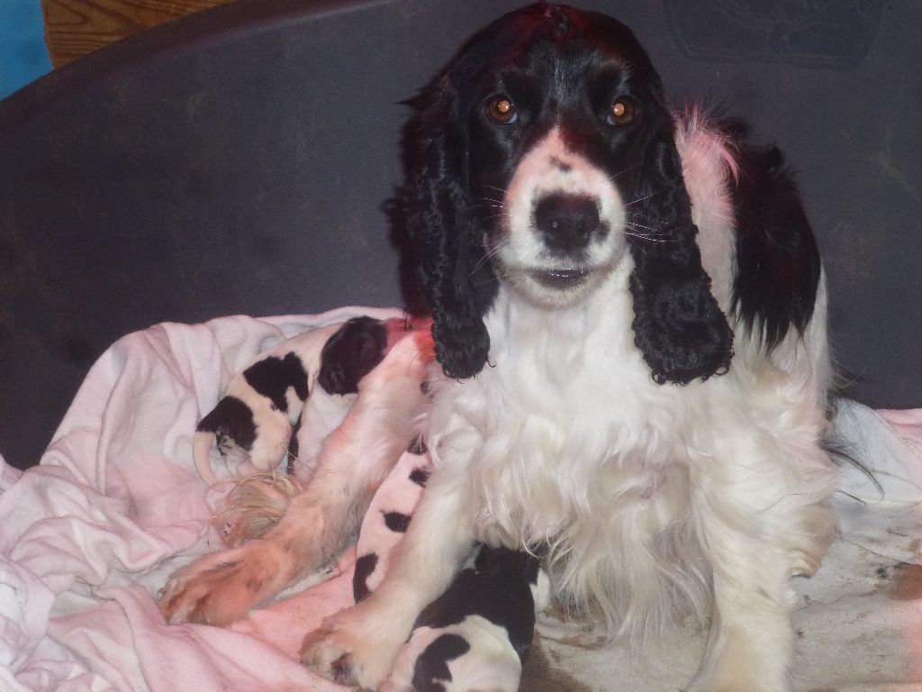 Chiot Cocker Spaniel Anglais Du taillis du houx