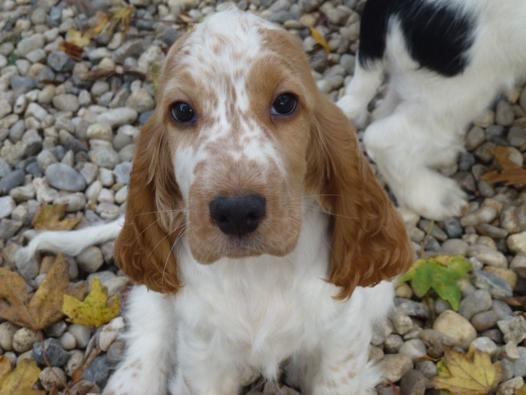 Du taillis du houx - Cocker Spaniel Anglais - Portée née le 22/07/2018