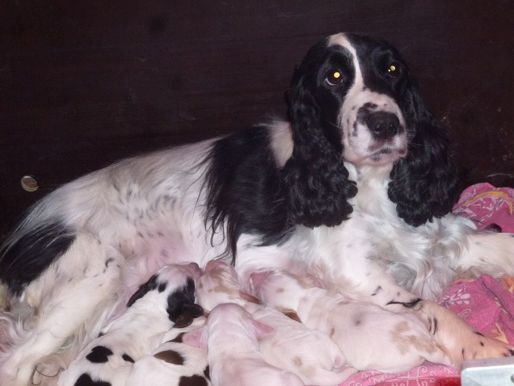 Du taillis du houx - Cocker Spaniel Anglais - Portée née le 29/01/2024