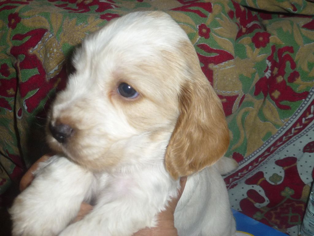 Du taillis du houx - Chiots disponibles - Cocker Spaniel Anglais