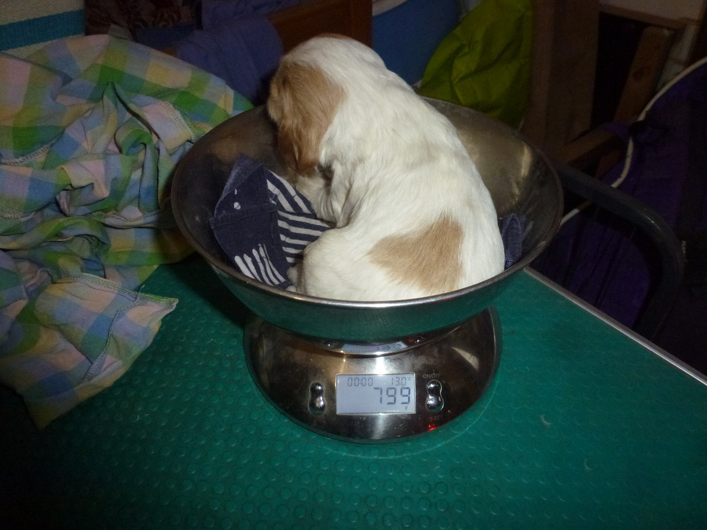 Du taillis du houx - Chiots disponibles - Cocker Spaniel Anglais