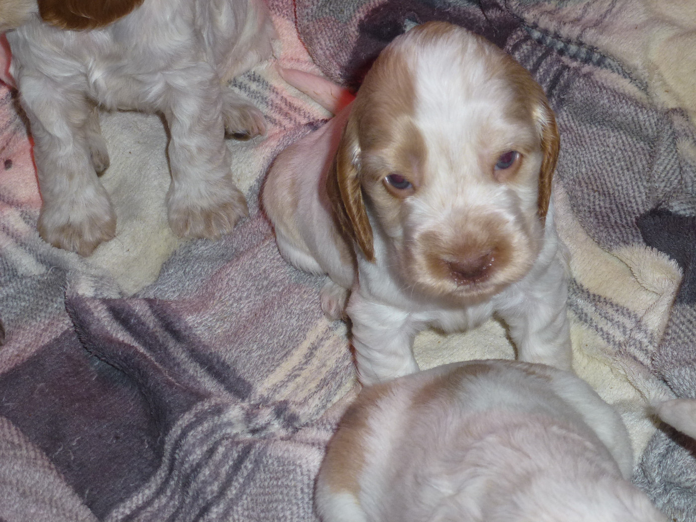 Du taillis du houx - Chiots disponibles - Cocker Spaniel Anglais