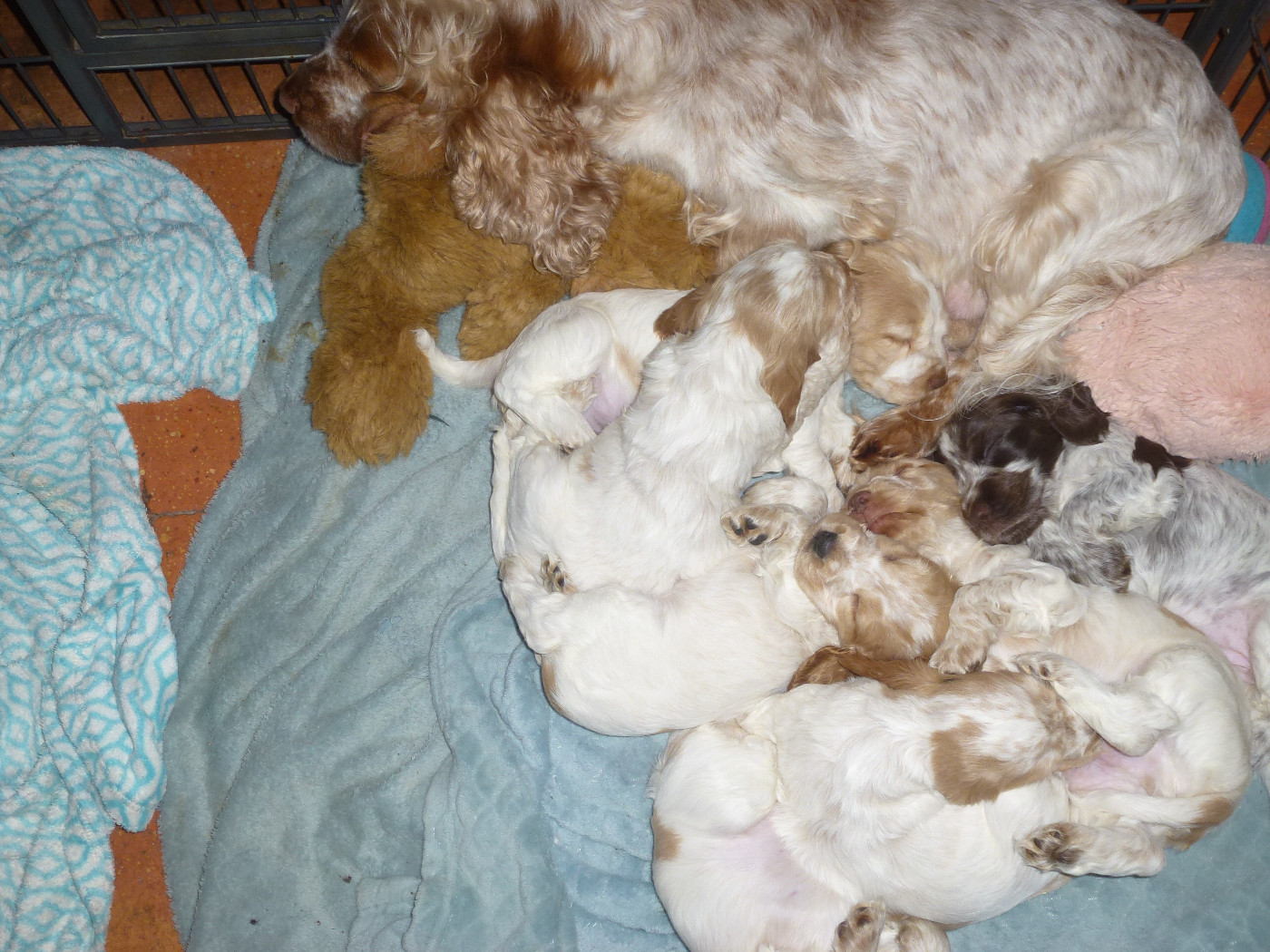 Du taillis du houx - Cocker Spaniel Anglais - Portée née le 07/11/2025