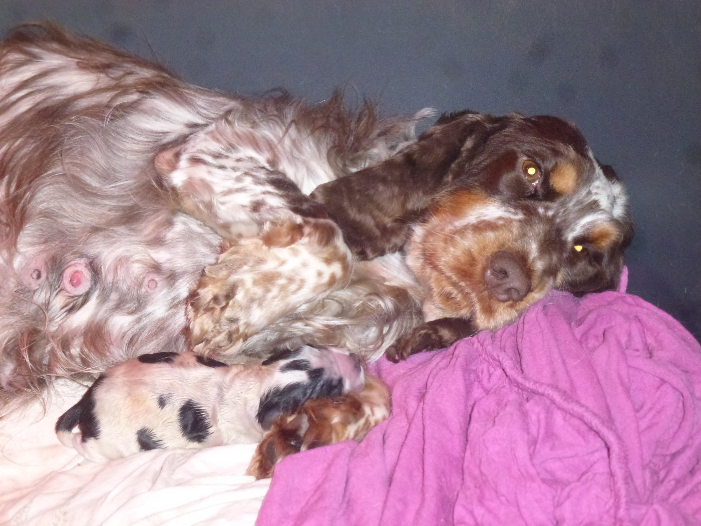 Du taillis du houx - Chiots disponibles - Cocker Spaniel Anglais