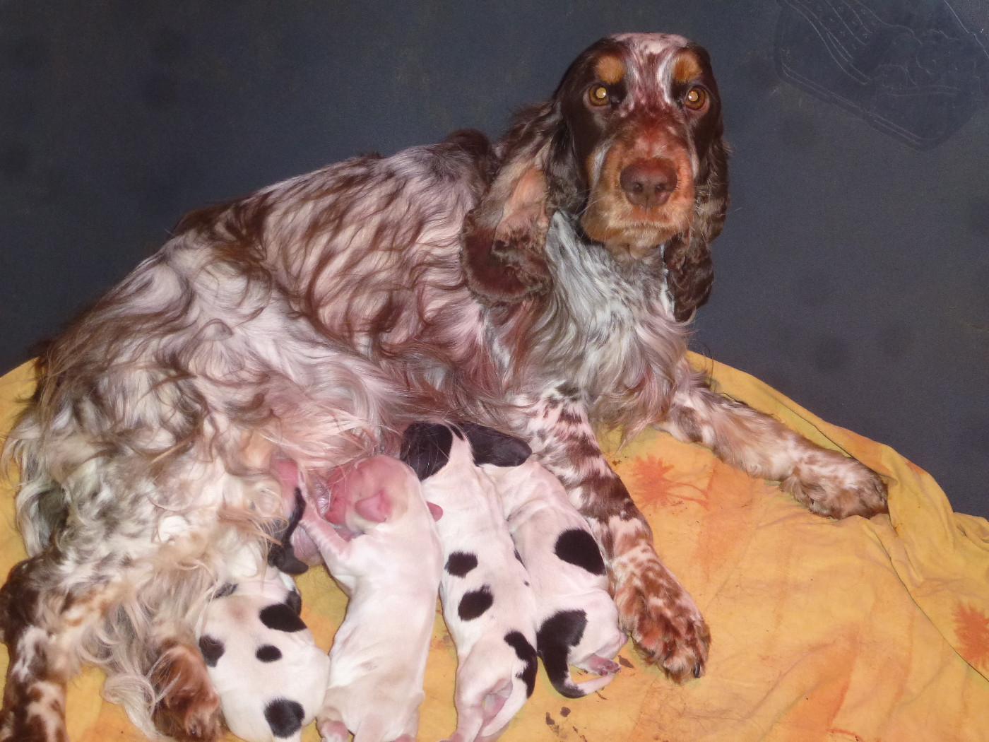 Chiot Cocker Spaniel Anglais Du taillis du houx