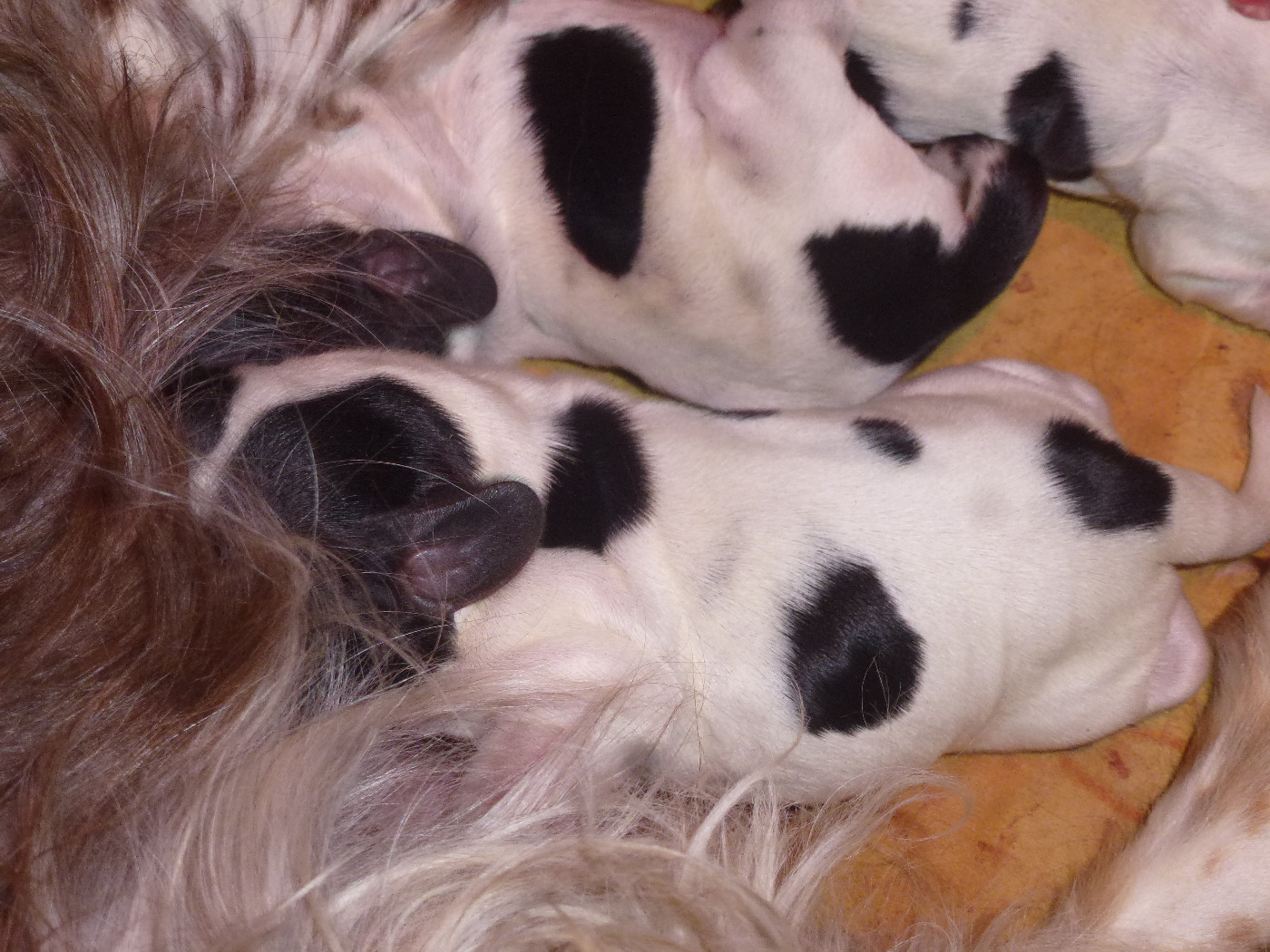 Du taillis du houx - Chiots disponibles - Cocker Spaniel Anglais