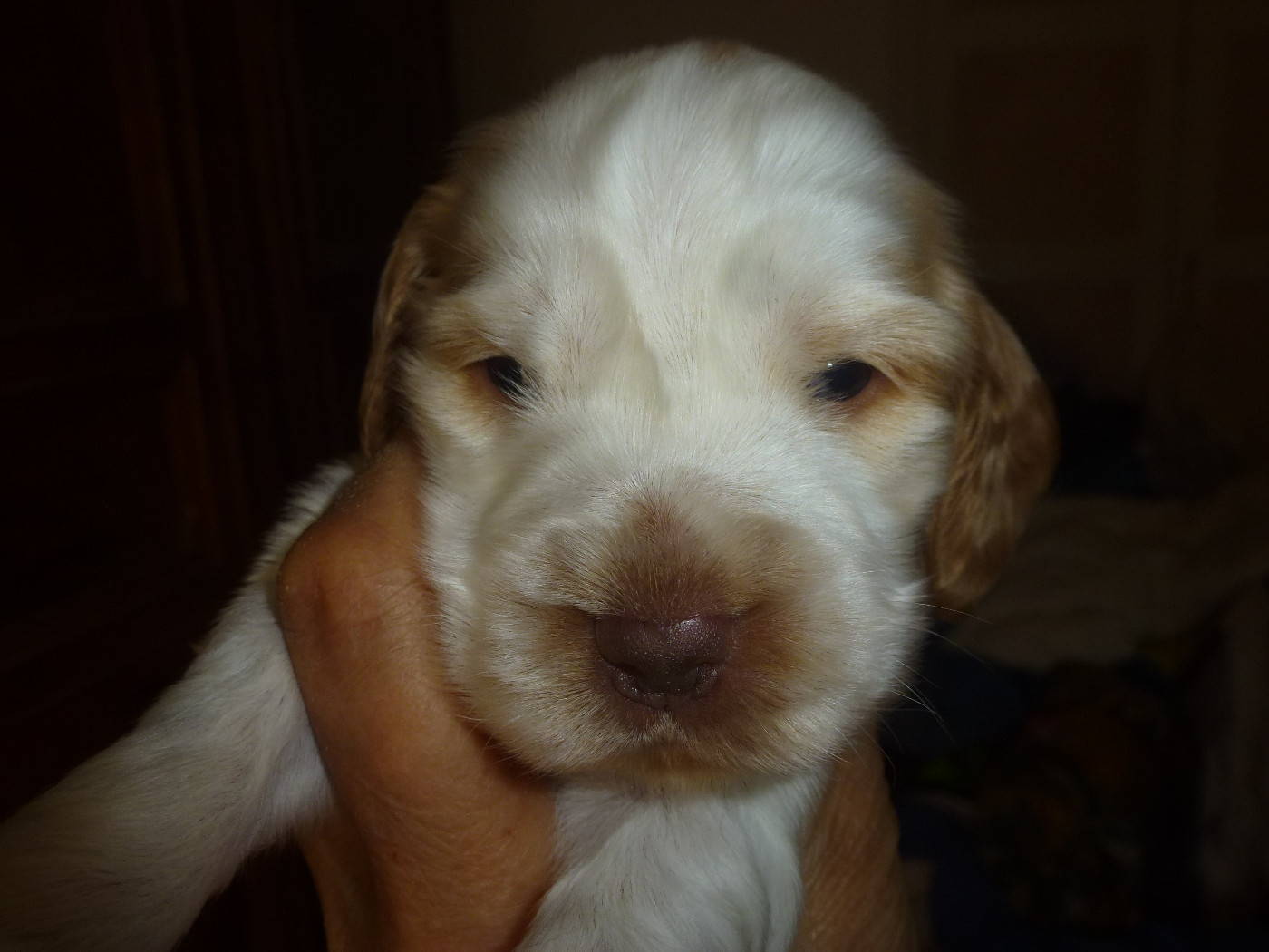 Du taillis du houx - Chiots disponibles - Cocker Spaniel Anglais