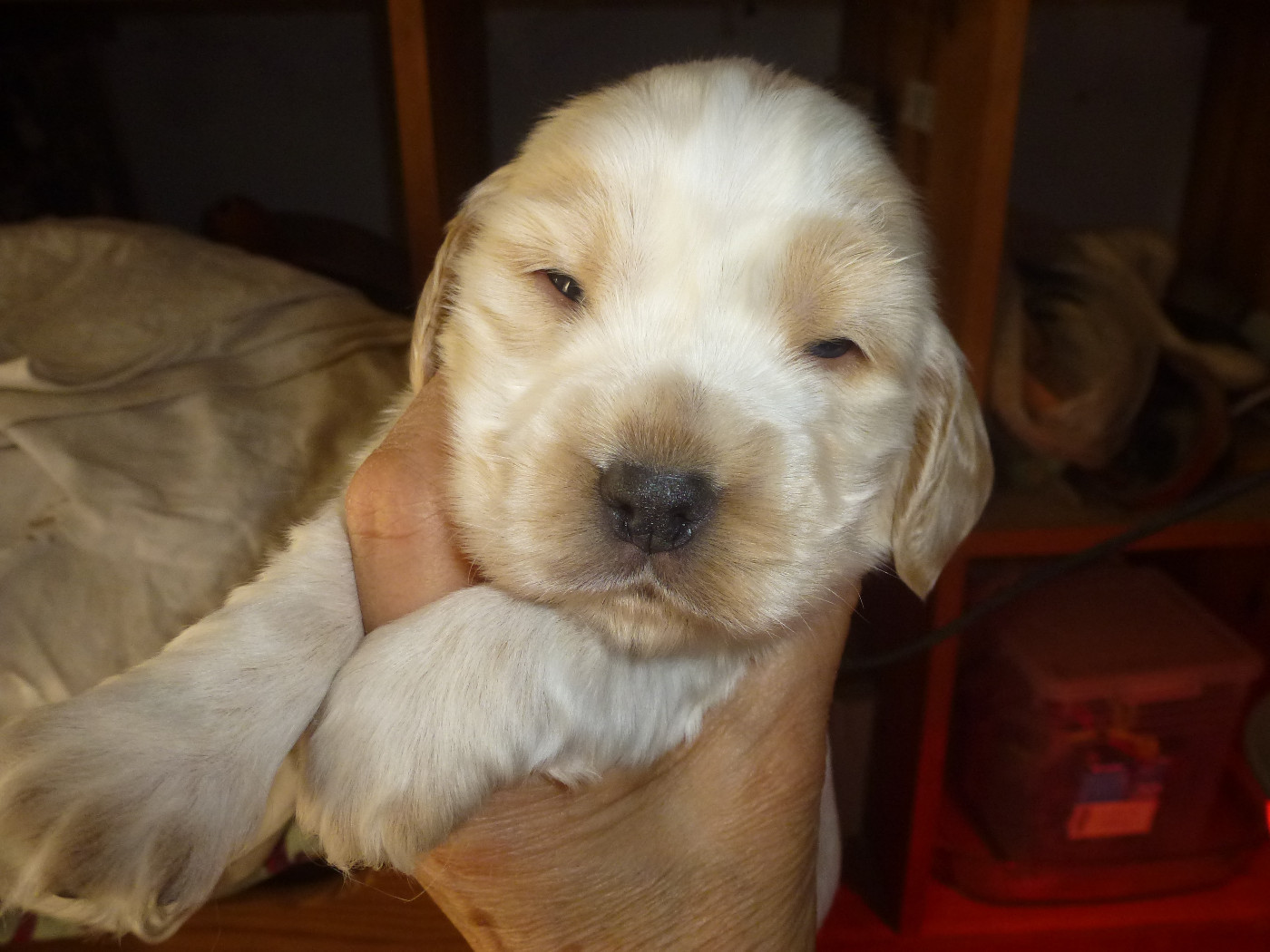 Du taillis du houx - Chiots disponibles - Cocker Spaniel Anglais