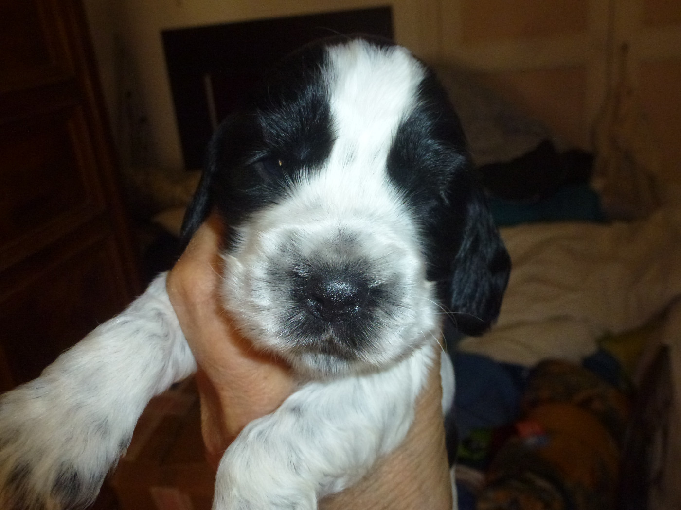 Du taillis du houx - Chiots disponibles - Cocker Spaniel Anglais