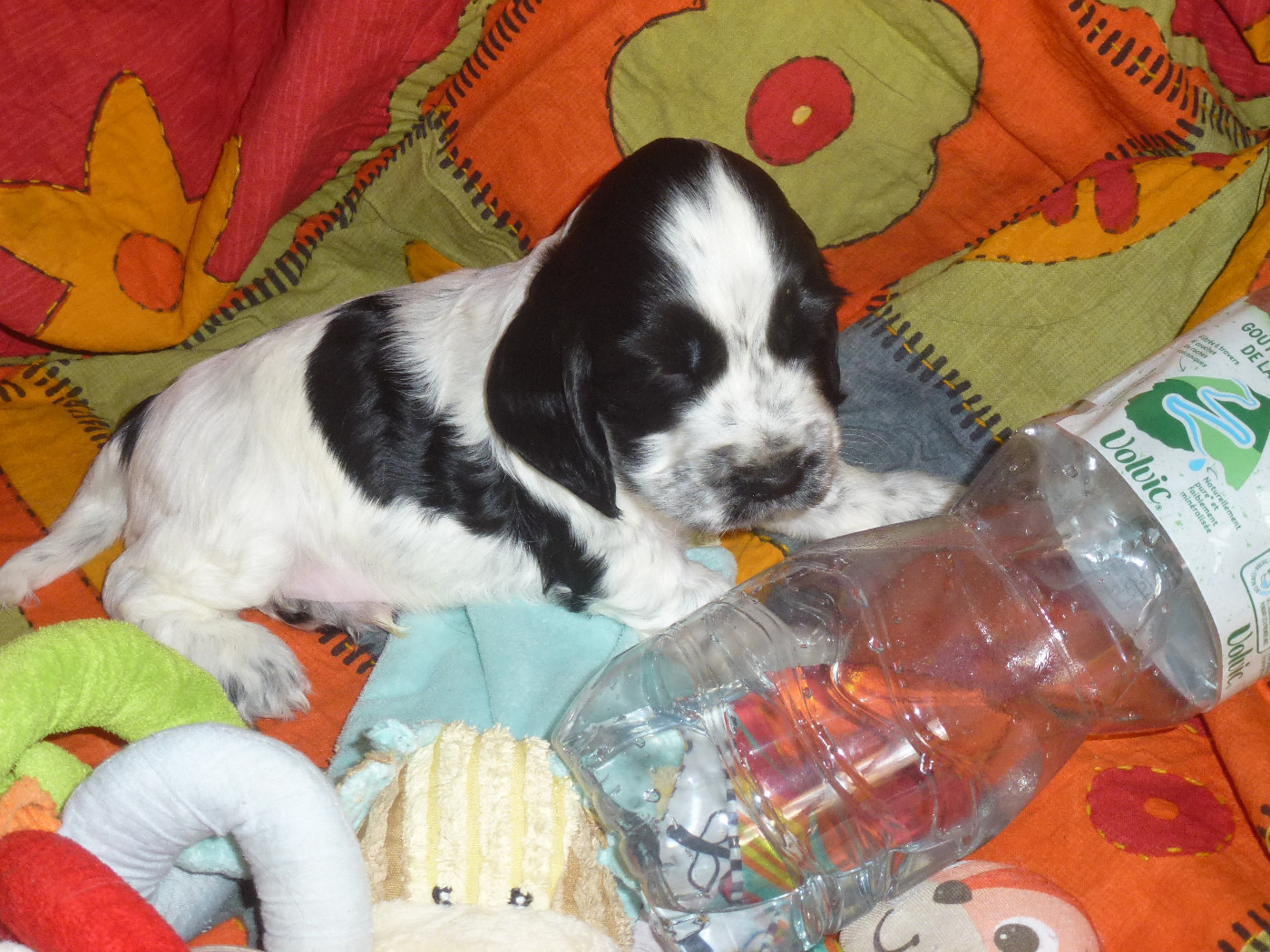 Du taillis du houx - Chiots disponibles - Cocker Spaniel Anglais