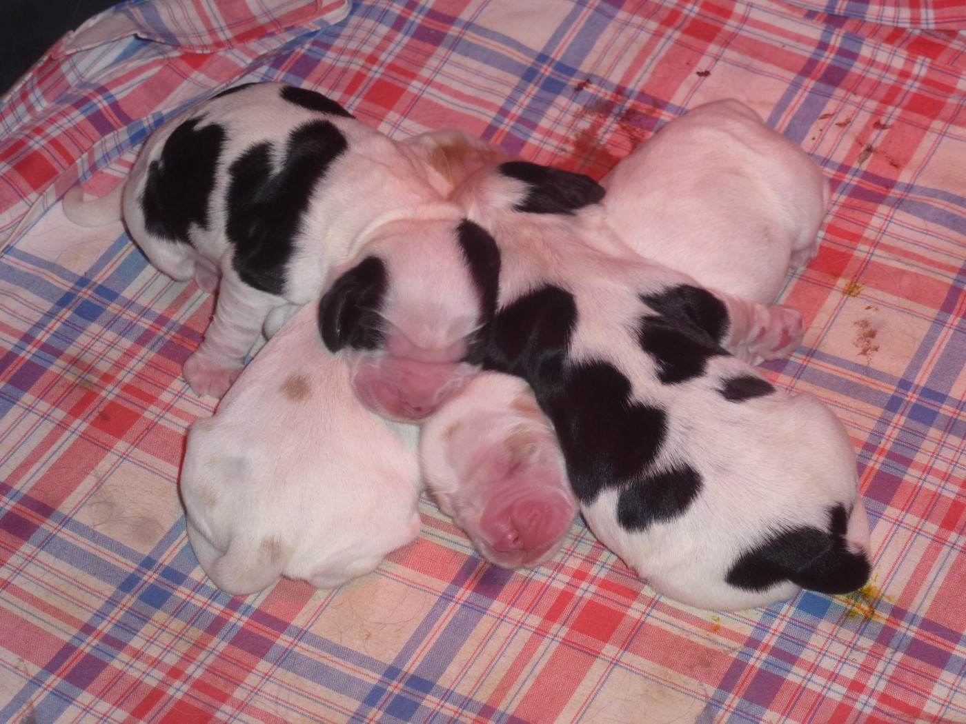 Chiot Cocker Spaniel Anglais Du taillis du houx