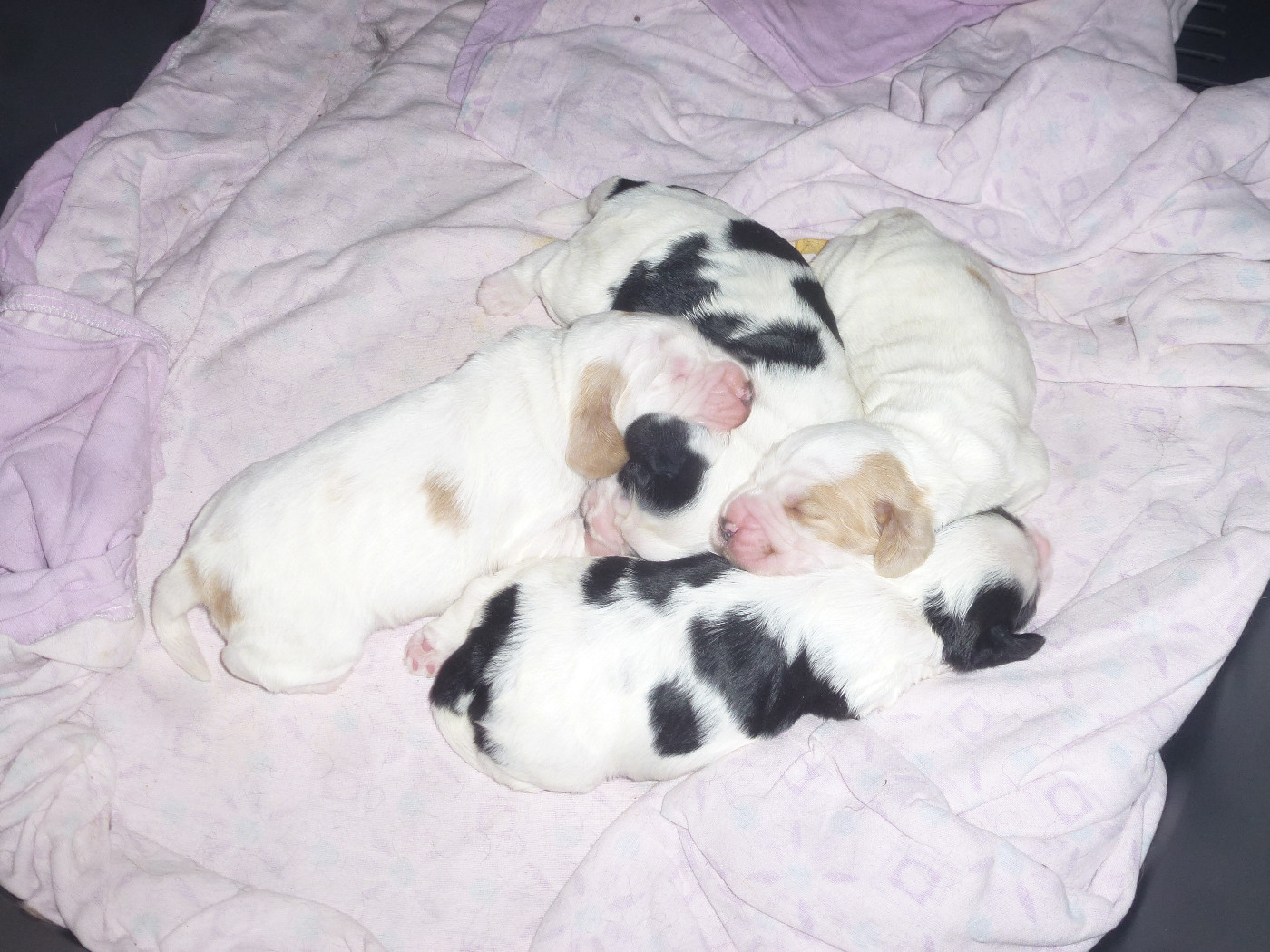 Du taillis du houx - Chiots disponibles - Cocker Spaniel Anglais