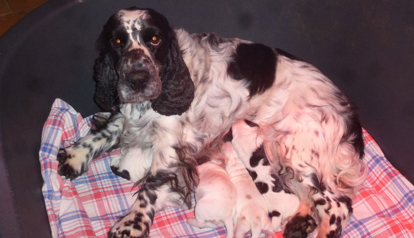 Du taillis du houx - Chiots disponibles - Cocker Spaniel Anglais