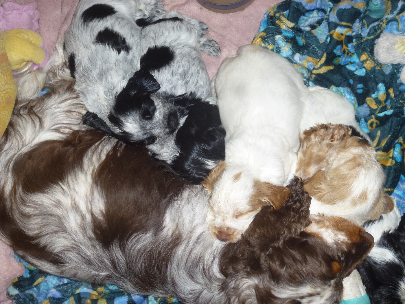 Du taillis du houx - Cocker Spaniel Anglais - Portée née le 01/02/2026