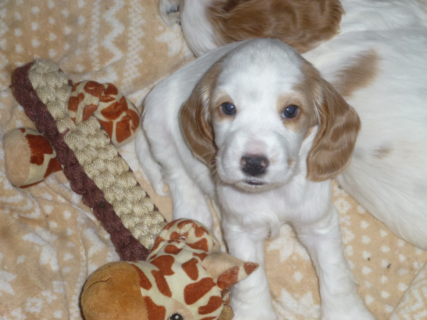 Du taillis du houx - Chiots disponibles - Cocker Spaniel Anglais