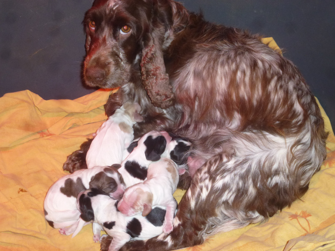 Chiot Cocker Spaniel Anglais Du taillis du houx