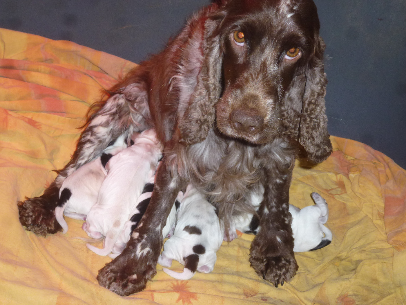Du taillis du houx - Chiots disponibles - Cocker Spaniel Anglais