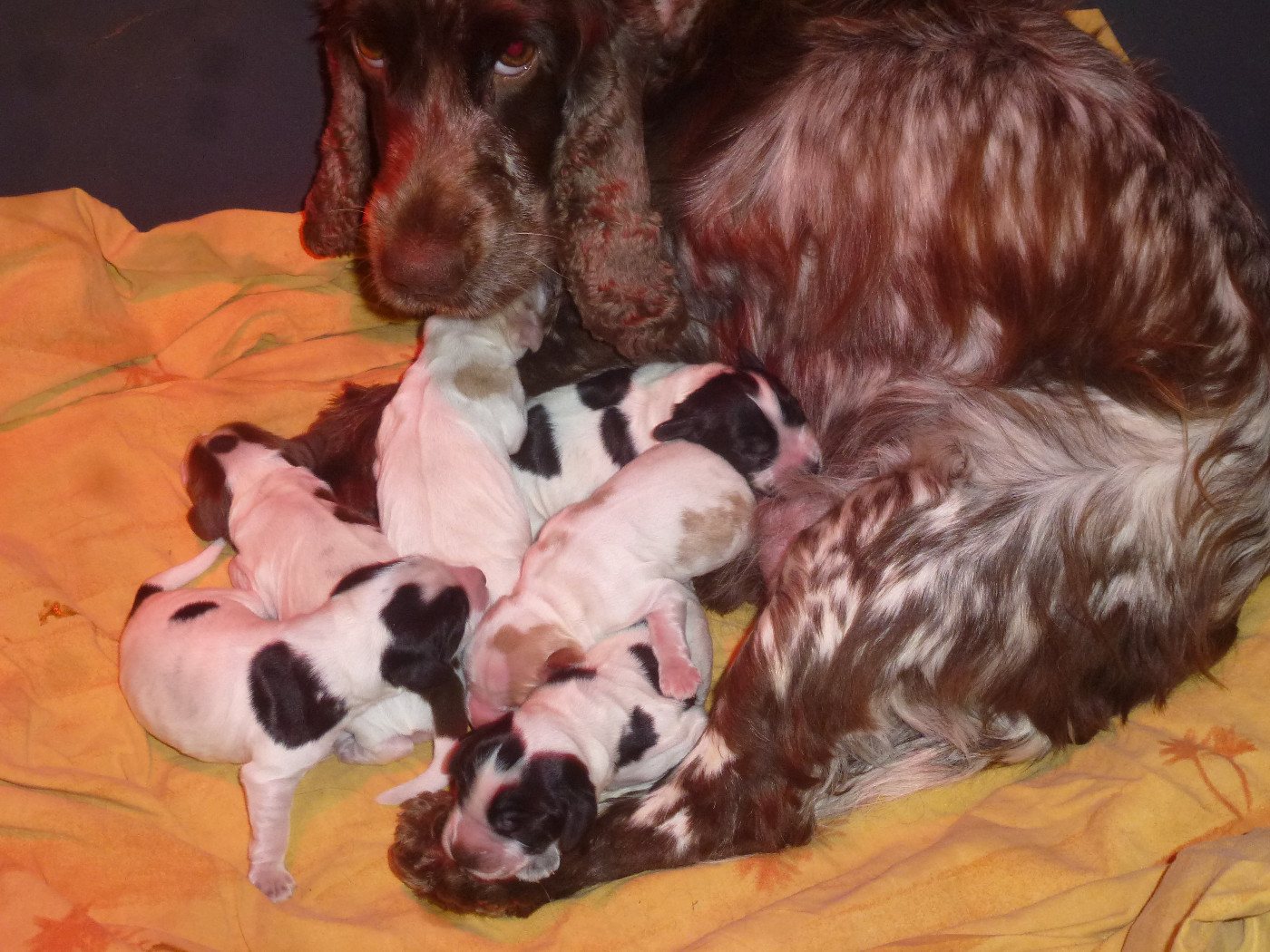 Du taillis du houx - Chiots disponibles - Cocker Spaniel Anglais