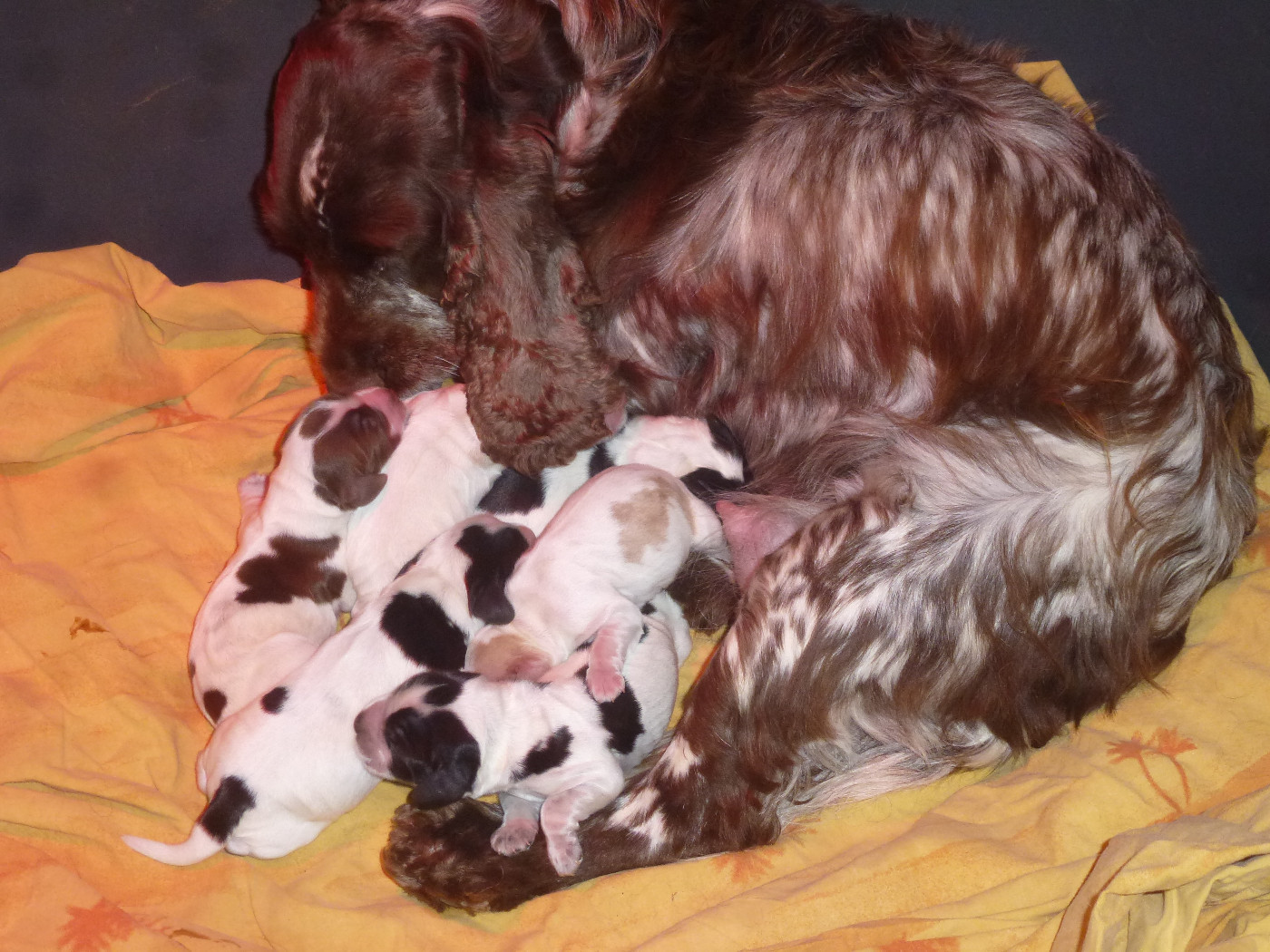 Du taillis du houx - Chiots disponibles - Cocker Spaniel Anglais