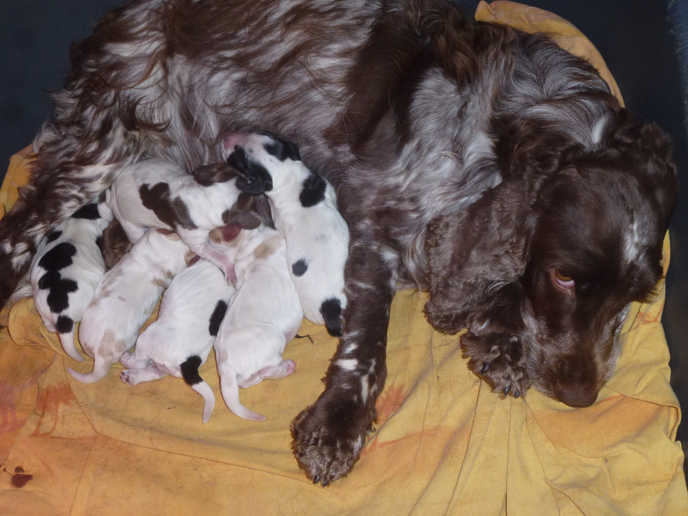Du taillis du houx - Chiots disponibles - Cocker Spaniel Anglais