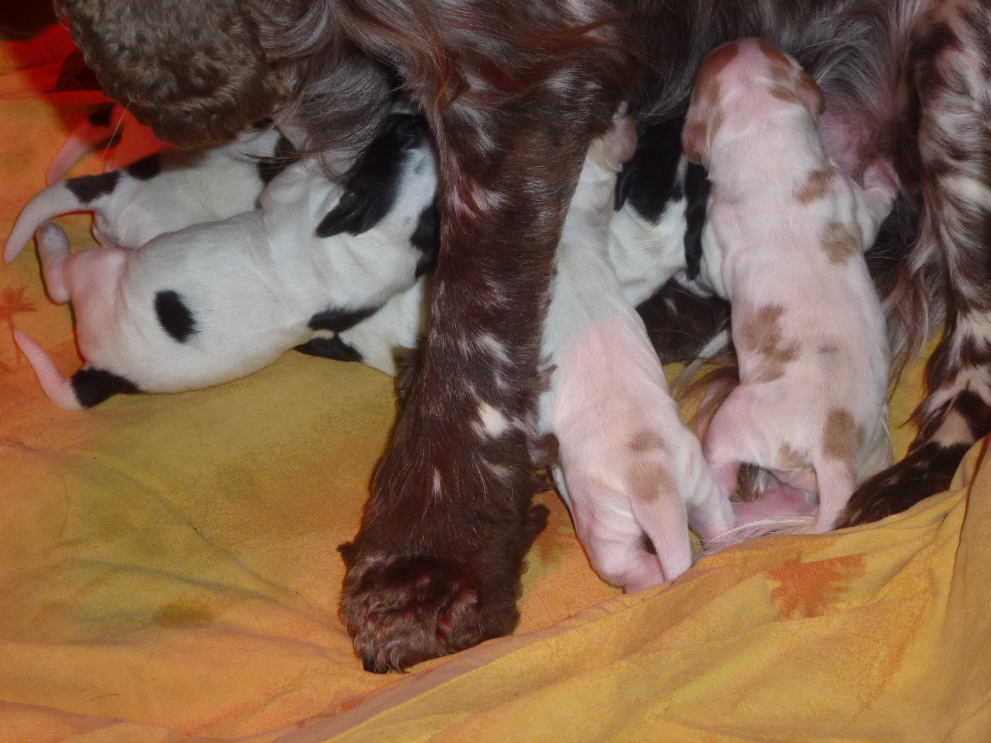 Du taillis du houx - Chiots disponibles - Cocker Spaniel Anglais