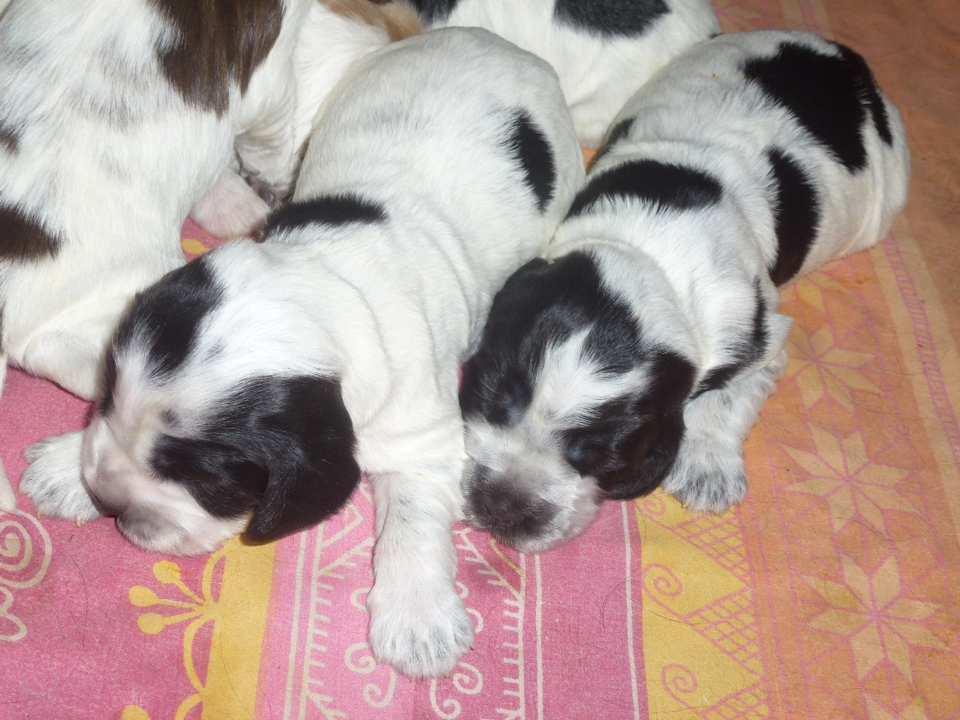Du taillis du houx - Chiots disponibles - Cocker Spaniel Anglais