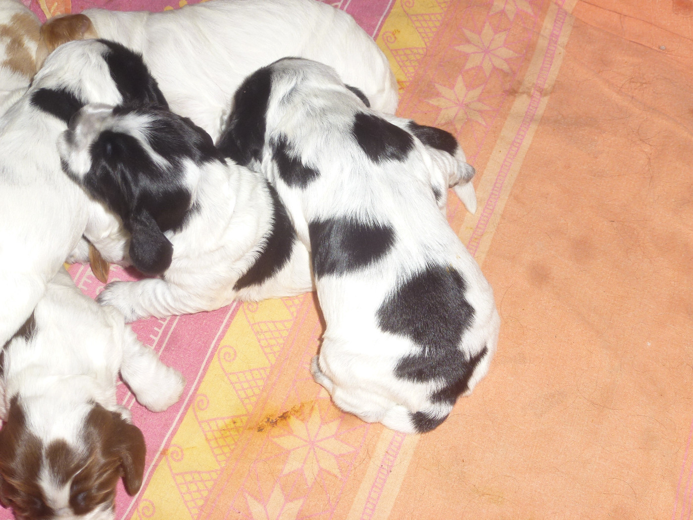 Du taillis du houx - Chiots disponibles - Cocker Spaniel Anglais