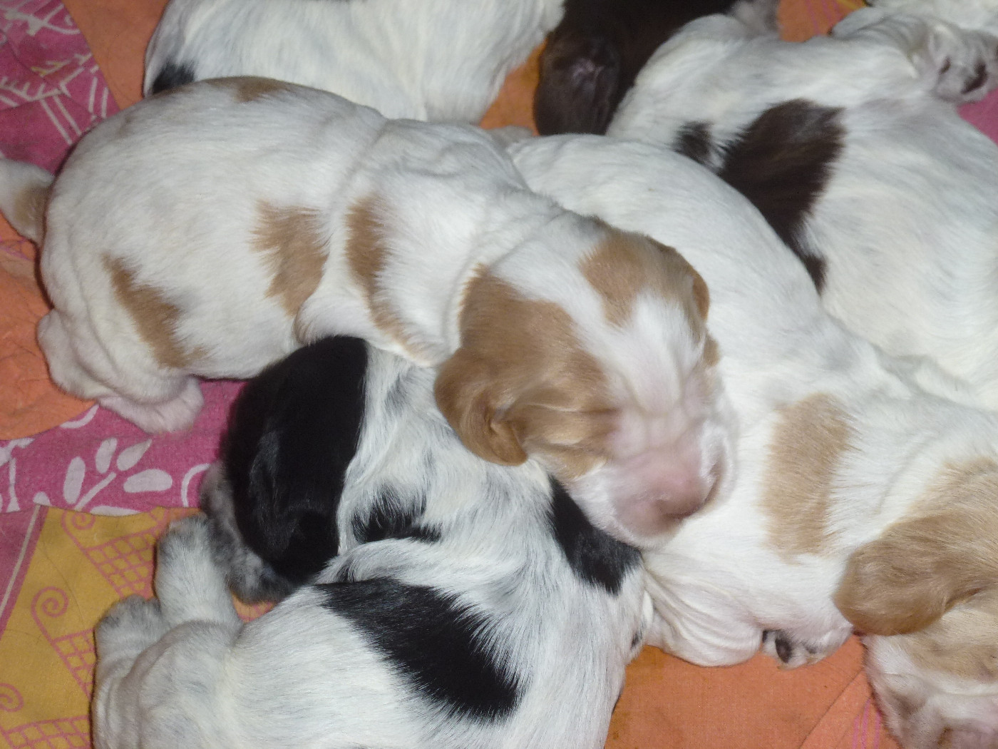 Du taillis du houx - Chiots disponibles - Cocker Spaniel Anglais