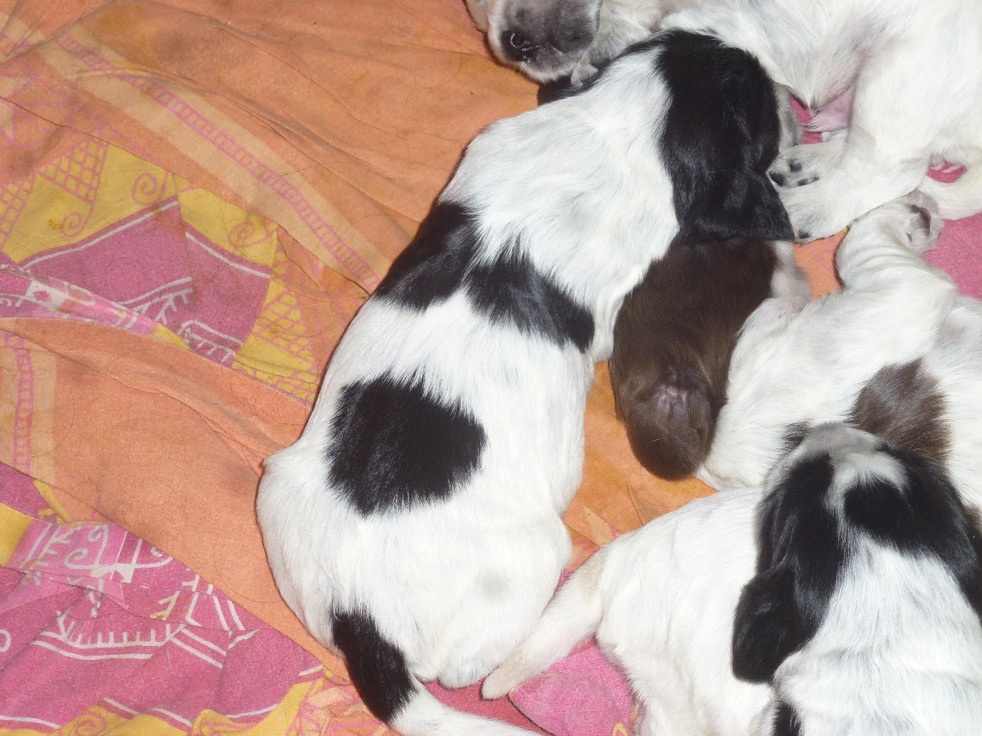 Du taillis du houx - Chiots disponibles - Cocker Spaniel Anglais