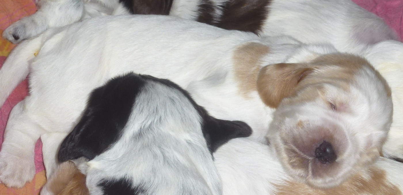 Du taillis du houx - Chiots disponibles - Cocker Spaniel Anglais