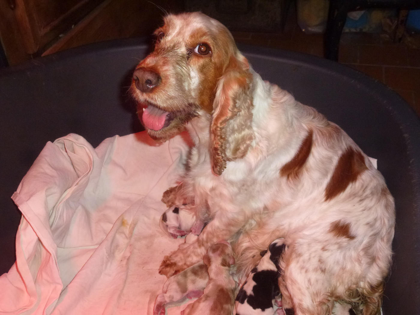 Chiot Cocker Spaniel Anglais Du taillis du houx
