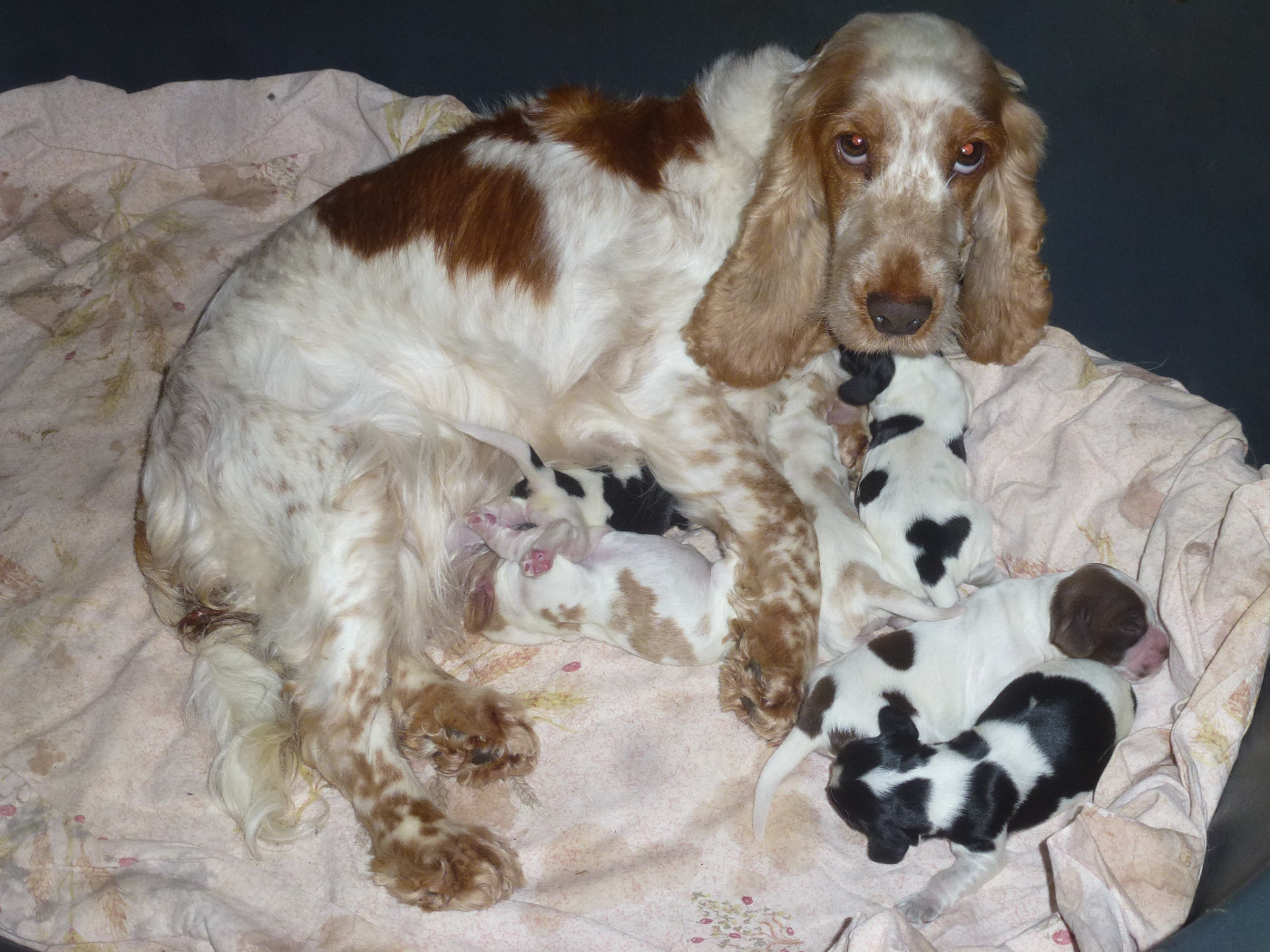 Du taillis du houx - Chiots disponibles - Cocker Spaniel Anglais