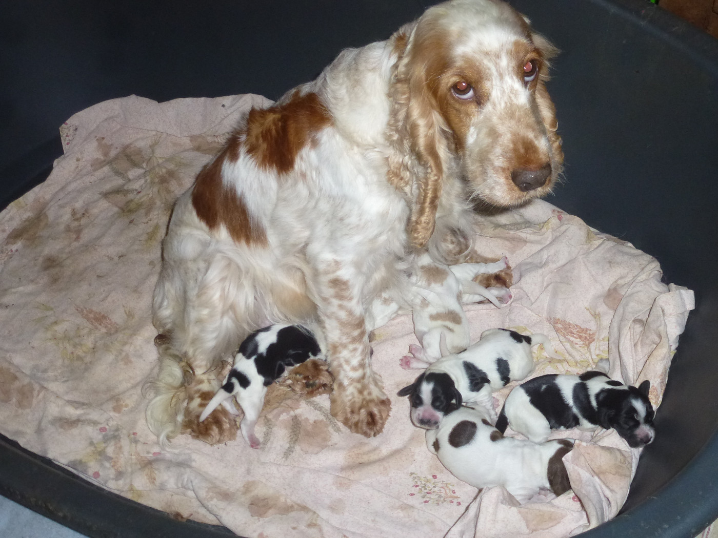 Du taillis du houx - Chiots disponibles - Cocker Spaniel Anglais