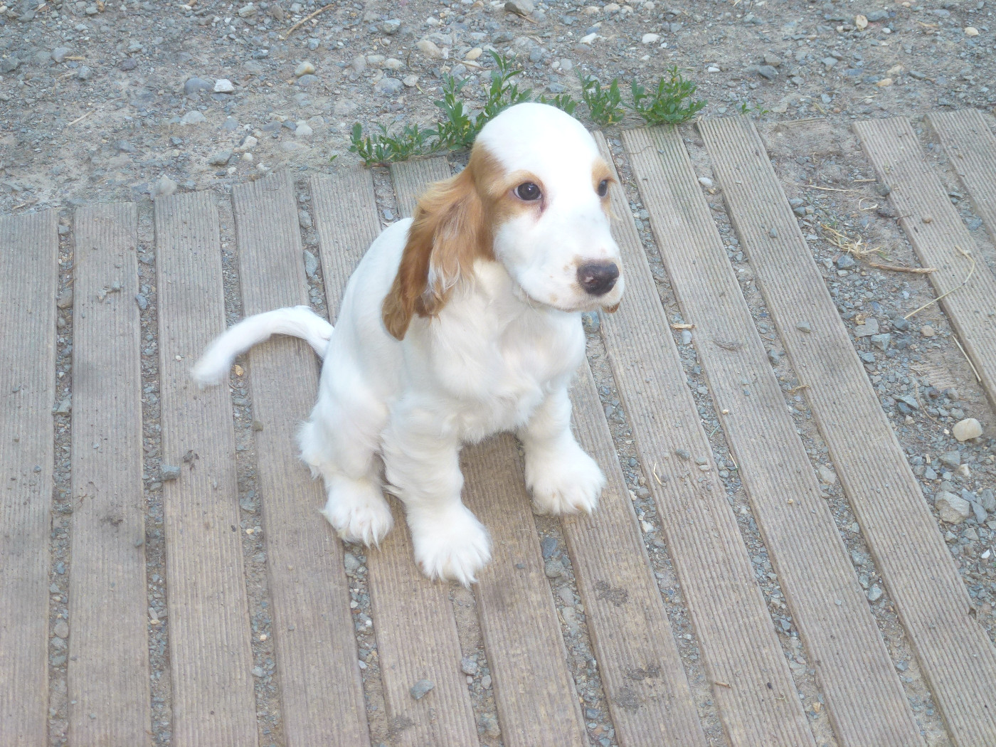 Du taillis du houx - Chiots disponibles - Cocker Spaniel Anglais