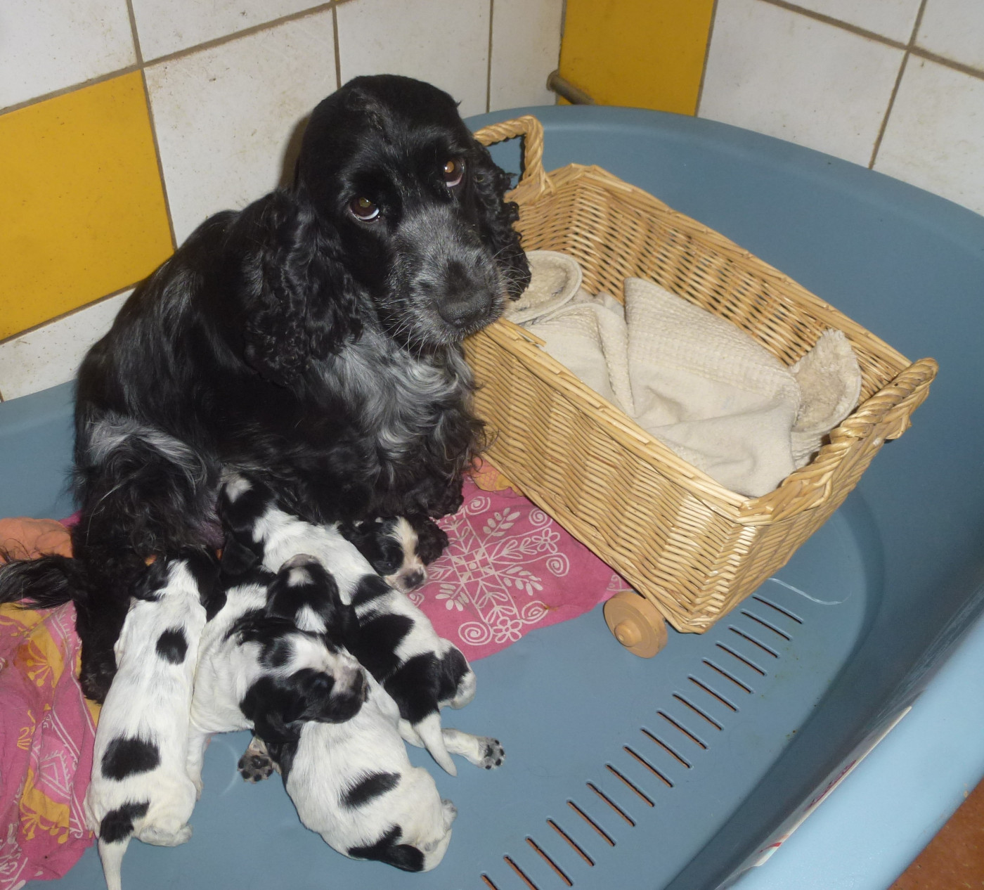 Chiot Cocker Spaniel Anglais Du taillis du houx