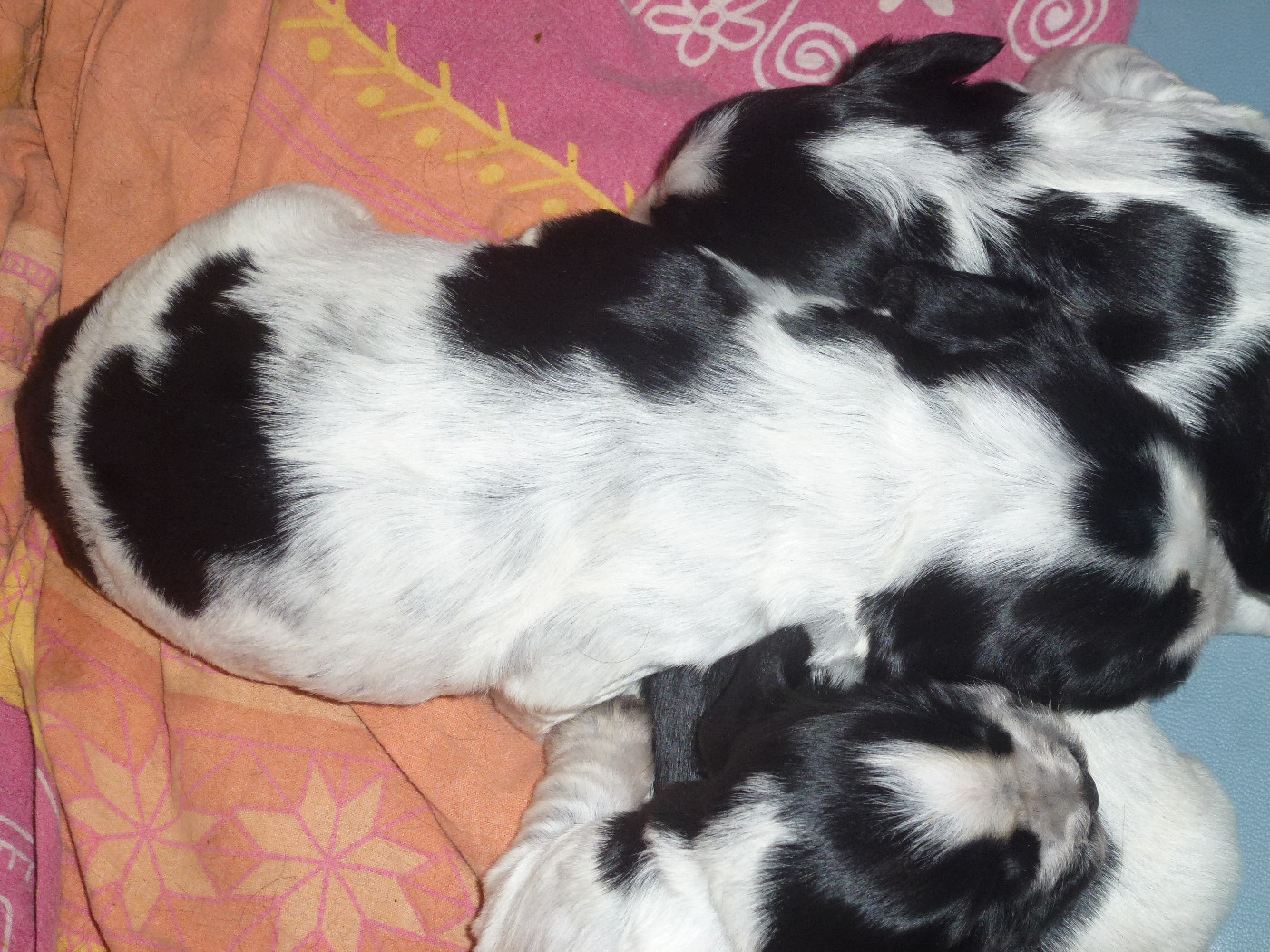 Du taillis du houx - Chiots disponibles - Cocker Spaniel Anglais